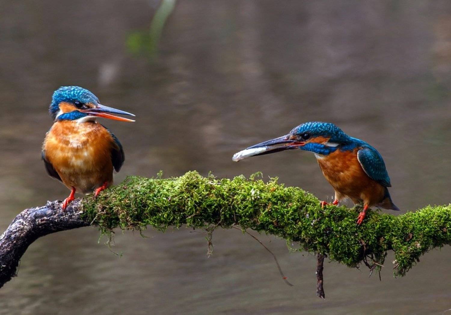 Брачный, Ветка, Зимородок, Мох, Река, Ритуал, Рыбка, Самец, Самочка, Александр Чибиркин