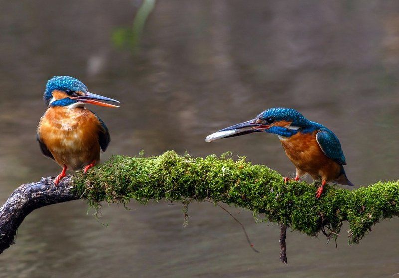 Брачный, Ветка, Зимородок, Мох, Река, Ритуал, Рыбка, Самец, Самочка Свадебный подарок фото превью