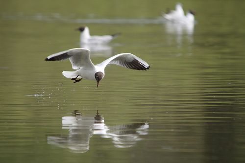 Озерные чайки