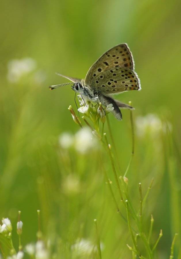, Чепленко Алексей
