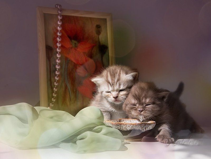 натюркотики котята кот кошка  шотландские малыши Малышня... фото превью