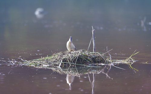 Waiting for a new life