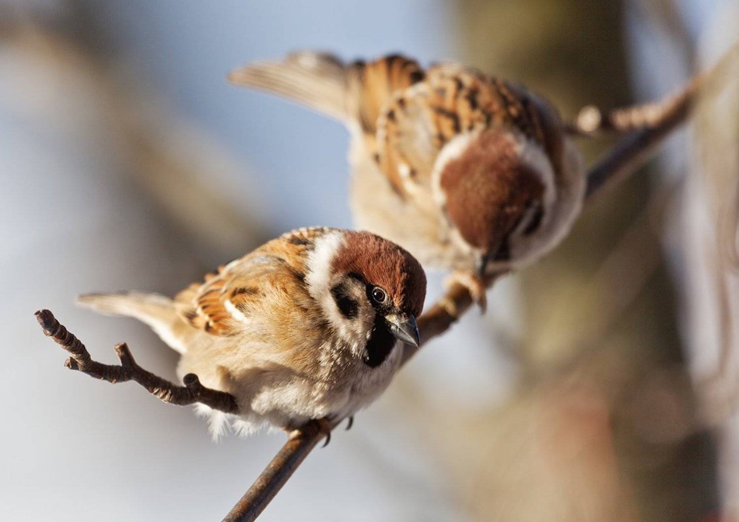 птицы, воробьи, природа, деревья, ветви, свет, Анатолий Тимофеев