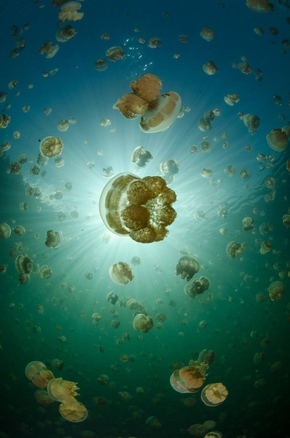 природа, подводный мир, море, океан, животные, Дмитрий Старостенков