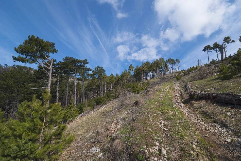 , Саша  Вайсберг / Waldschnepfe /