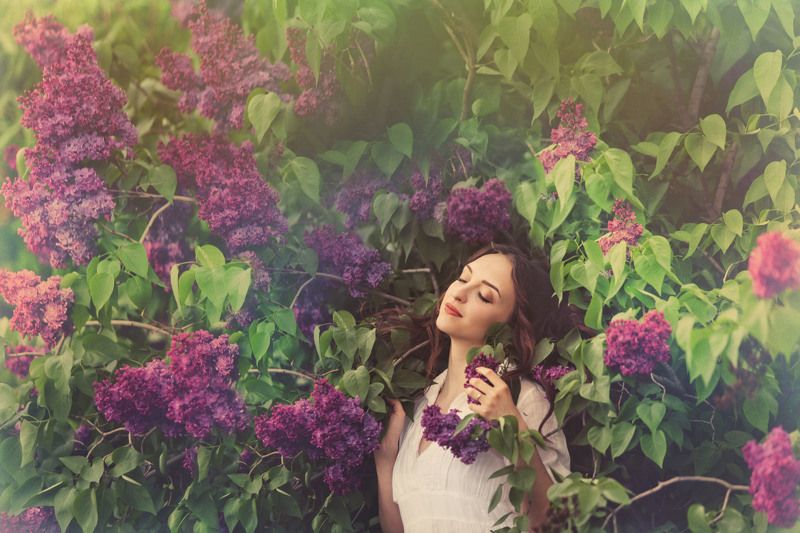 сиреневые грезы  фото превью