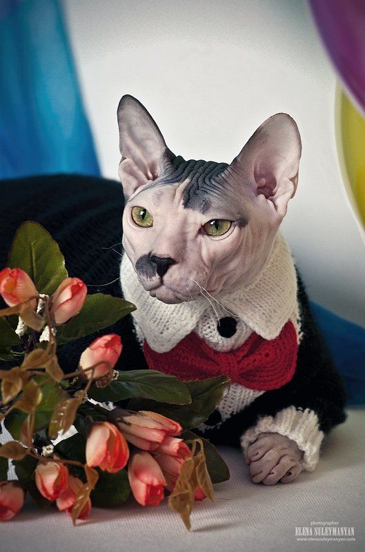 Джентельмен фото превью