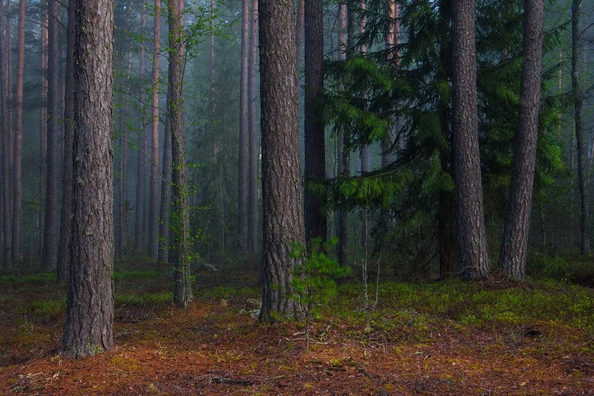 , Вилюнов Дмитрий