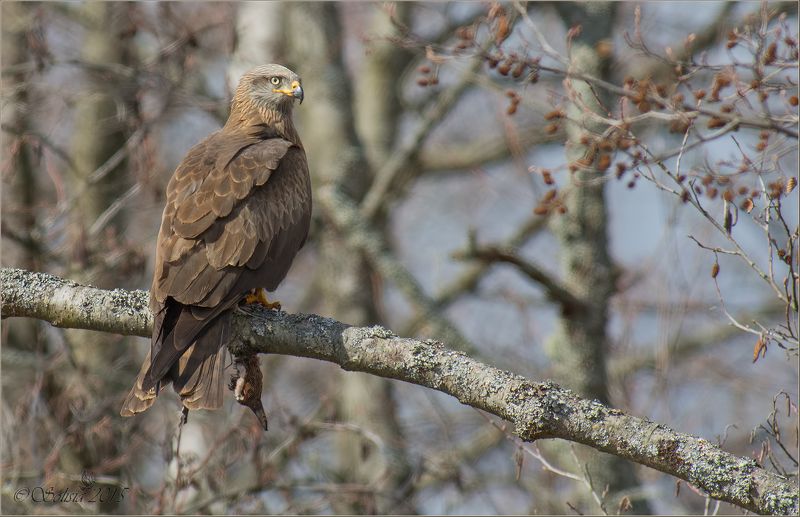 2015, Milvus migrans, Апрель, Весна, Коршун, Лотошинский р-он, Подмосковье, Природа, Птицы, Хищник, Чёрный коршун Чёрный коршун с добычей фото превью