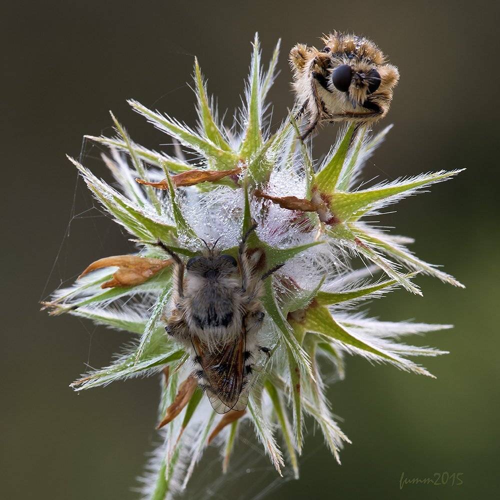 , Игорь ФУММ