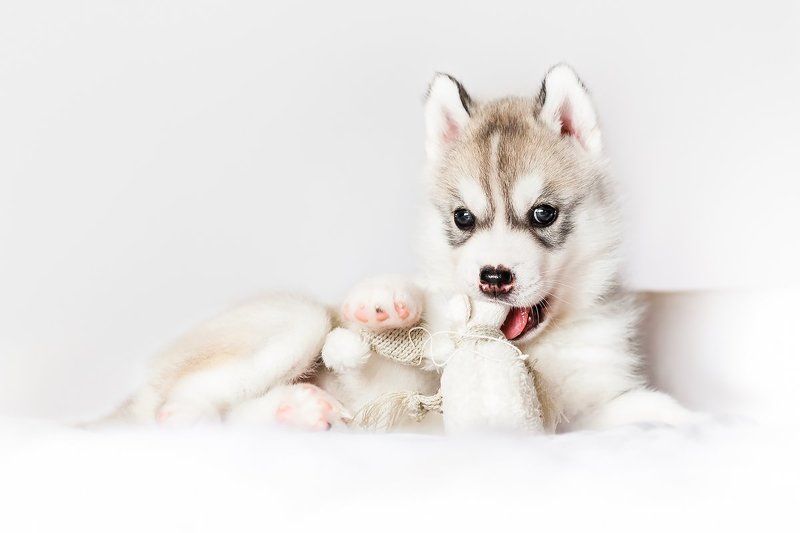 Husky, Puppy, Siberian Мерлин фото превью
