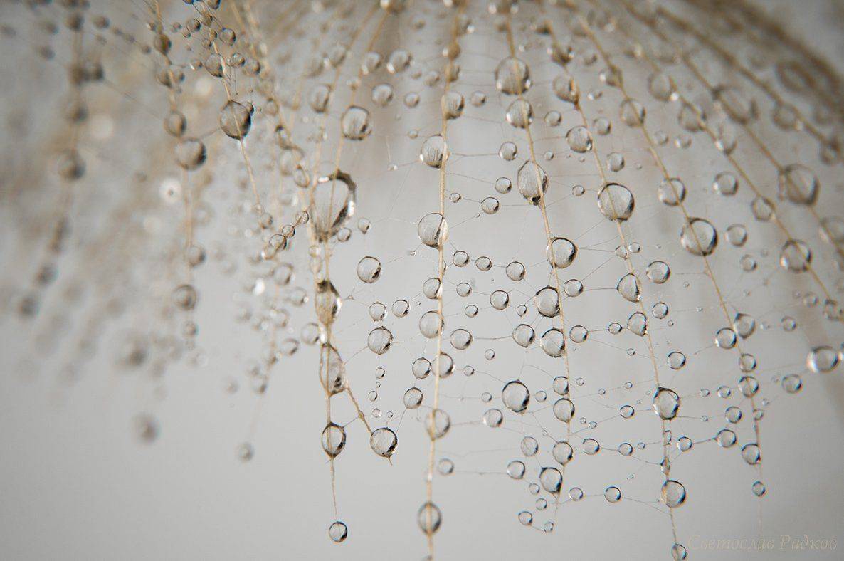 Абстрактно, Вода, Глухарче, Макро, Svetoslav Radkov