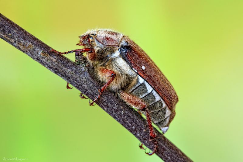 макро Майский хрущ фото превью