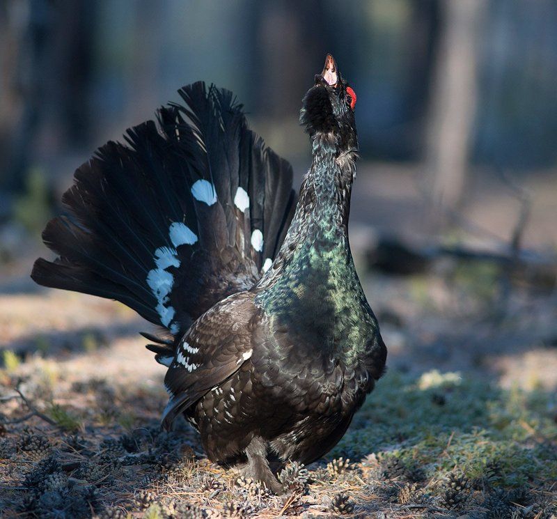 Каменный глухарь, якутия, птицы Глухариное токовище фото превью