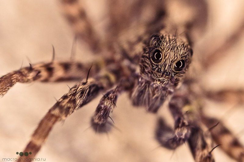 Macro-insomnia, Moon-insomnia, Глаза, Макро, Насекомые, Паук, Паук волк Паук-Волк фото превью