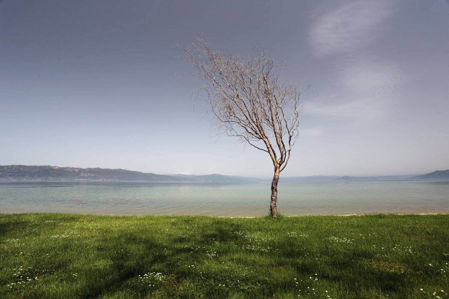Alone, Lake, Ohrid, Sun, Tree, Александър Сандев