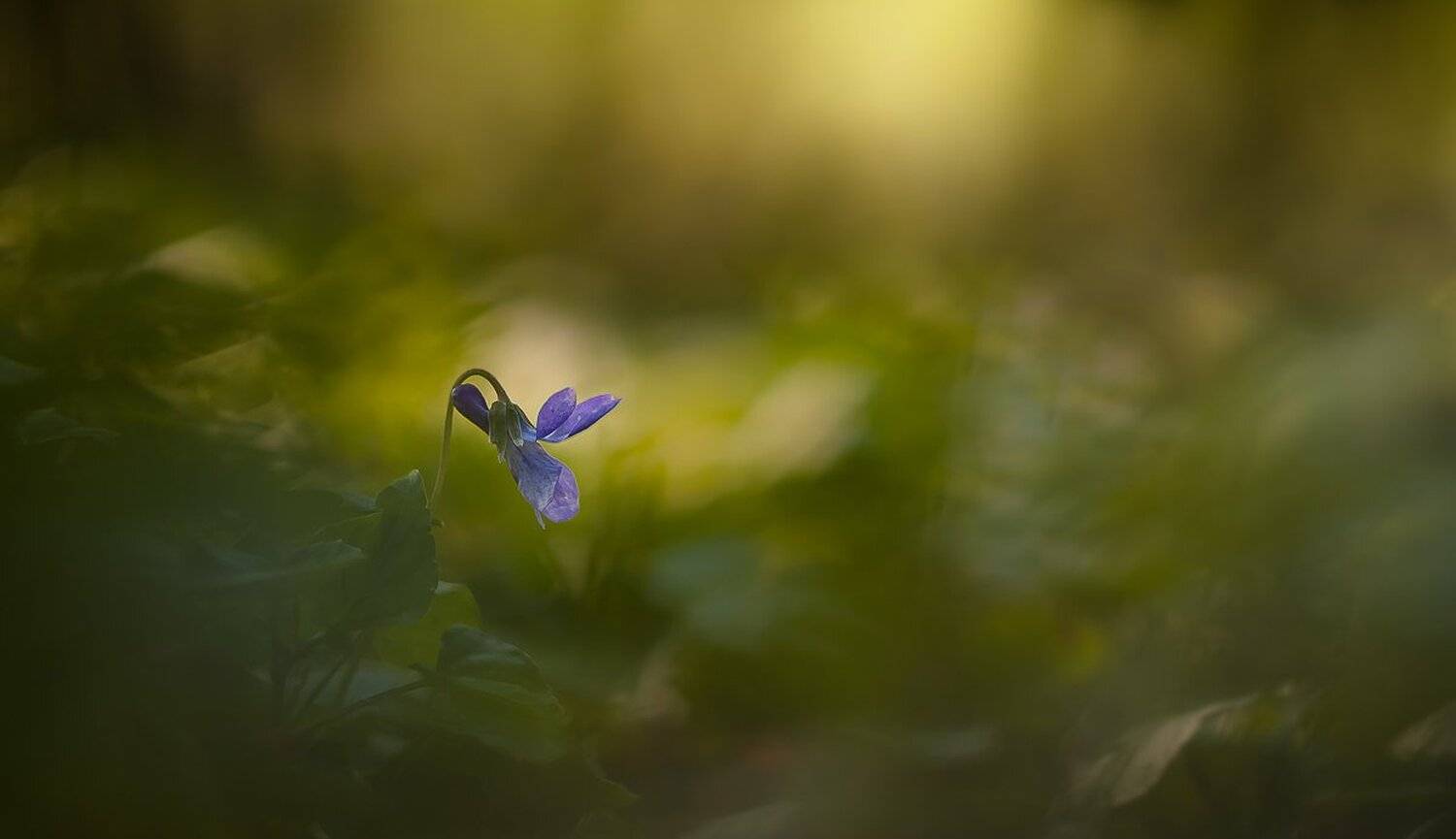 , Gabriel Prescornita