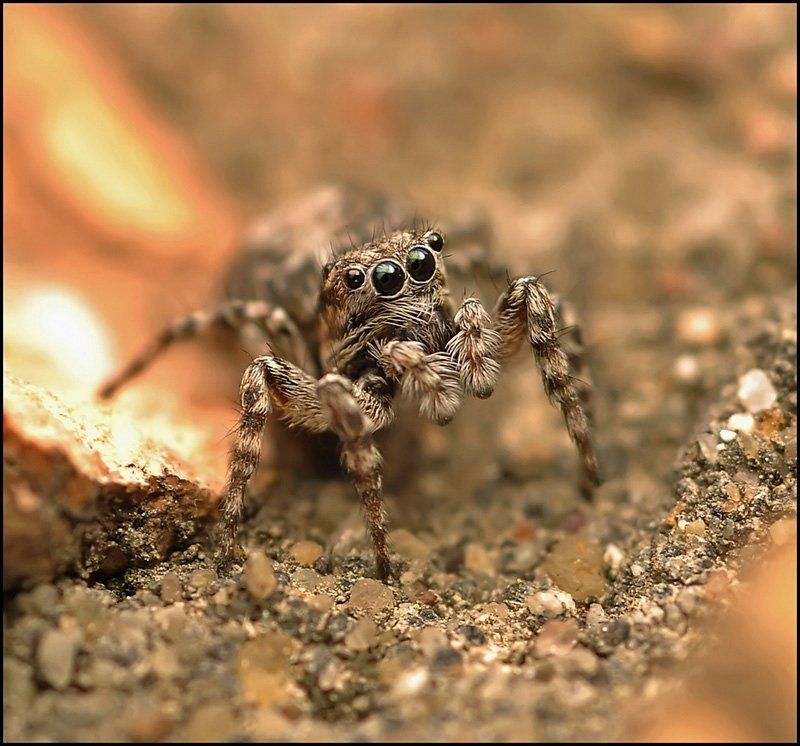 Весенний приход... фото превью