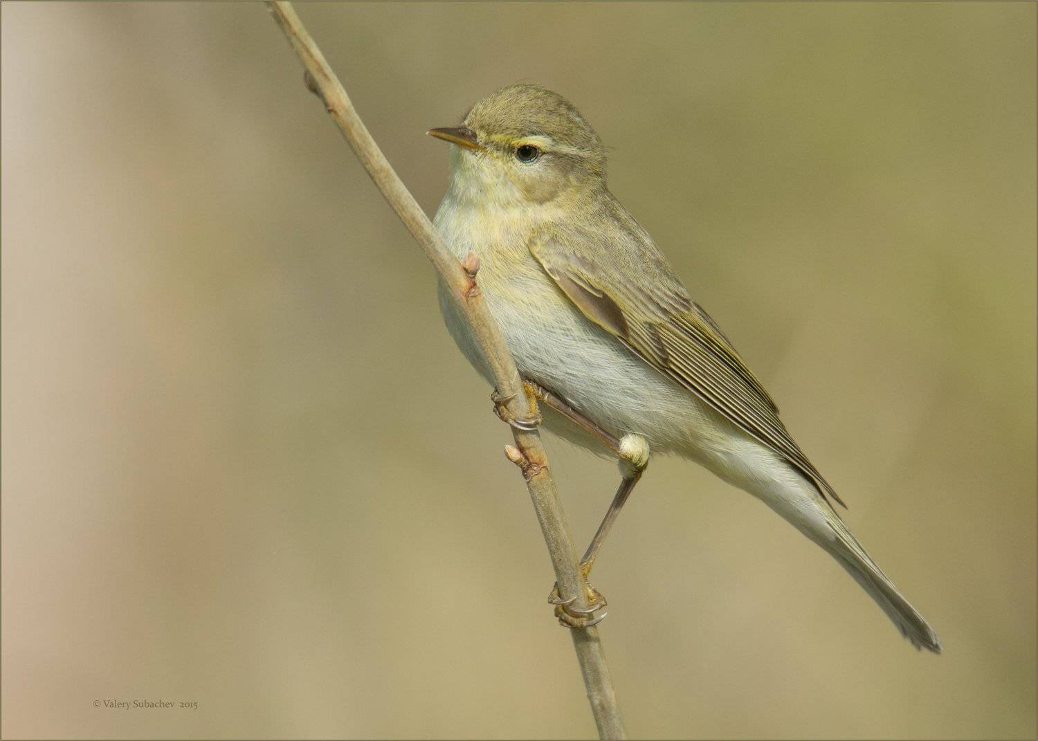 , Валерий Субачев