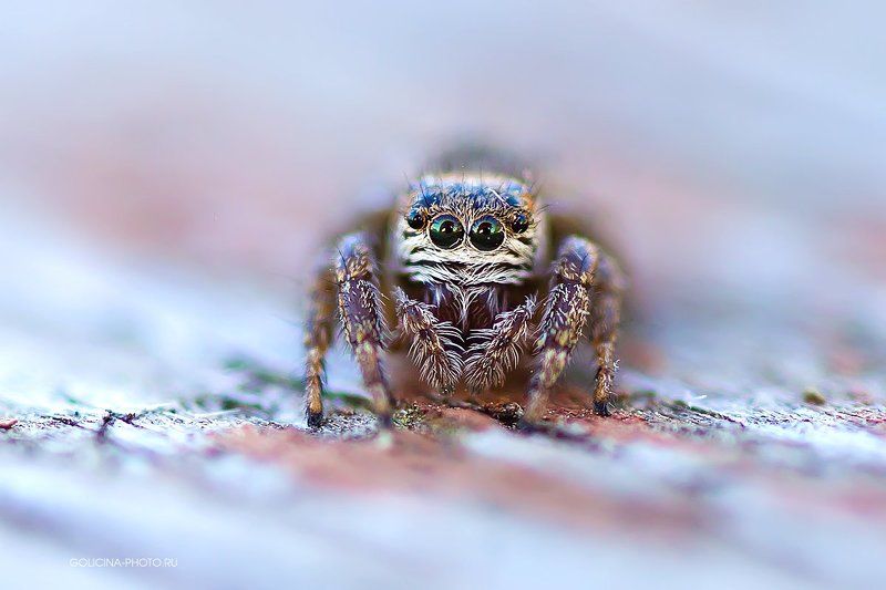 Паук, Скакунчик Ближный, дальний и противотуманки фото превью