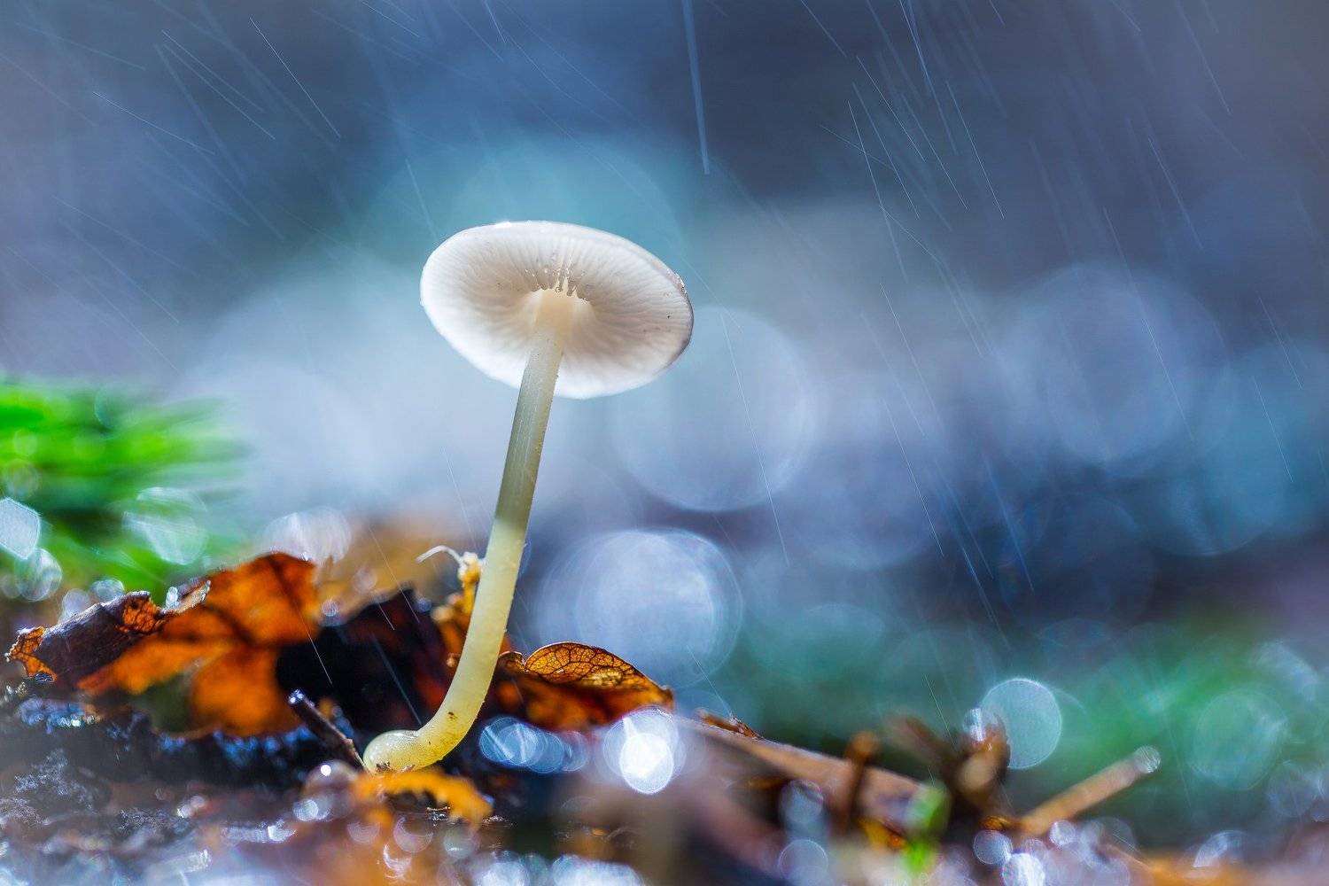 , Татьяна Гасс