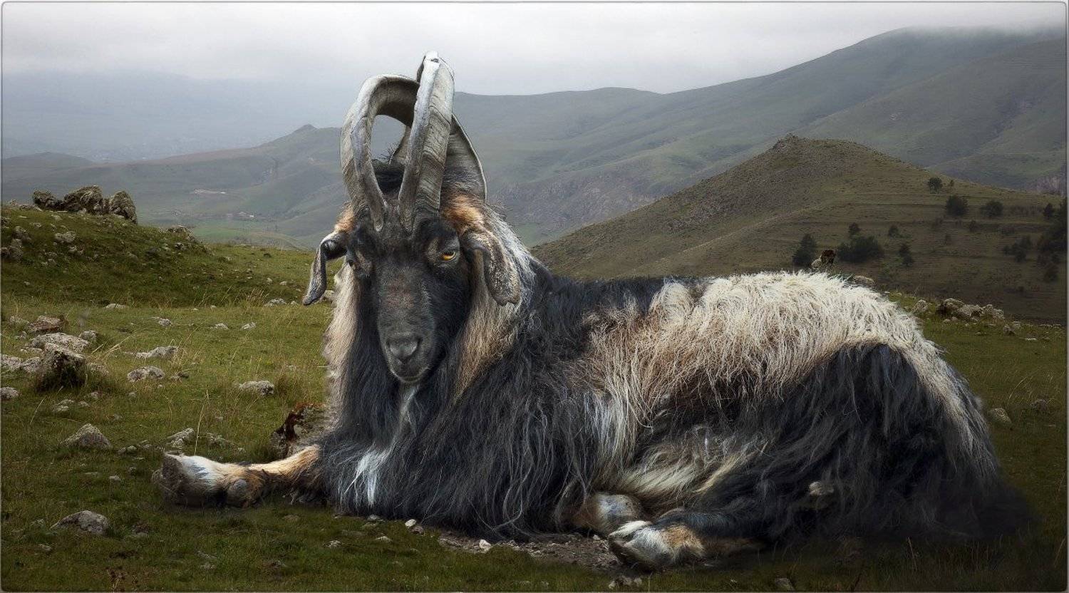 Козел, Андрей Краснопольский