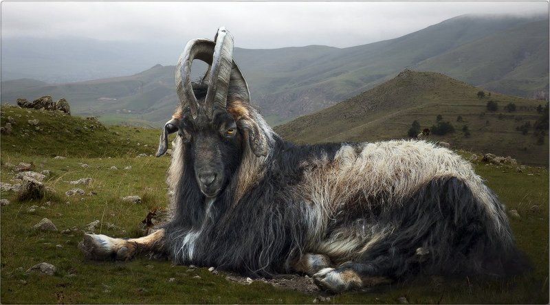 Козел хозяин горы фото превью