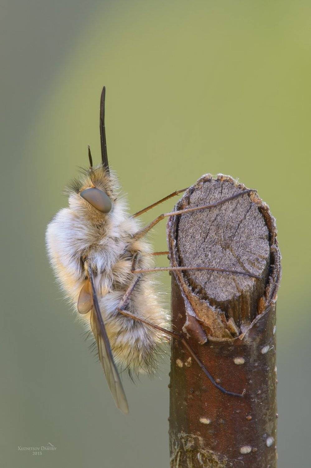 , Кузнецов Дмитрий