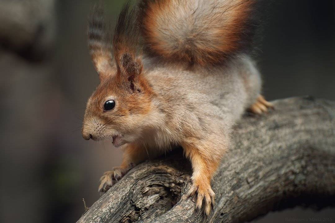 Animal, Nature, Squirrel, Бабинцева Мария