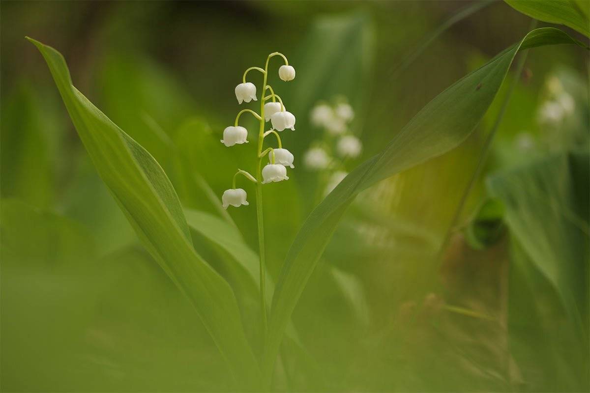 Ландыш (Convall&aacute;ria), Роман Рысь