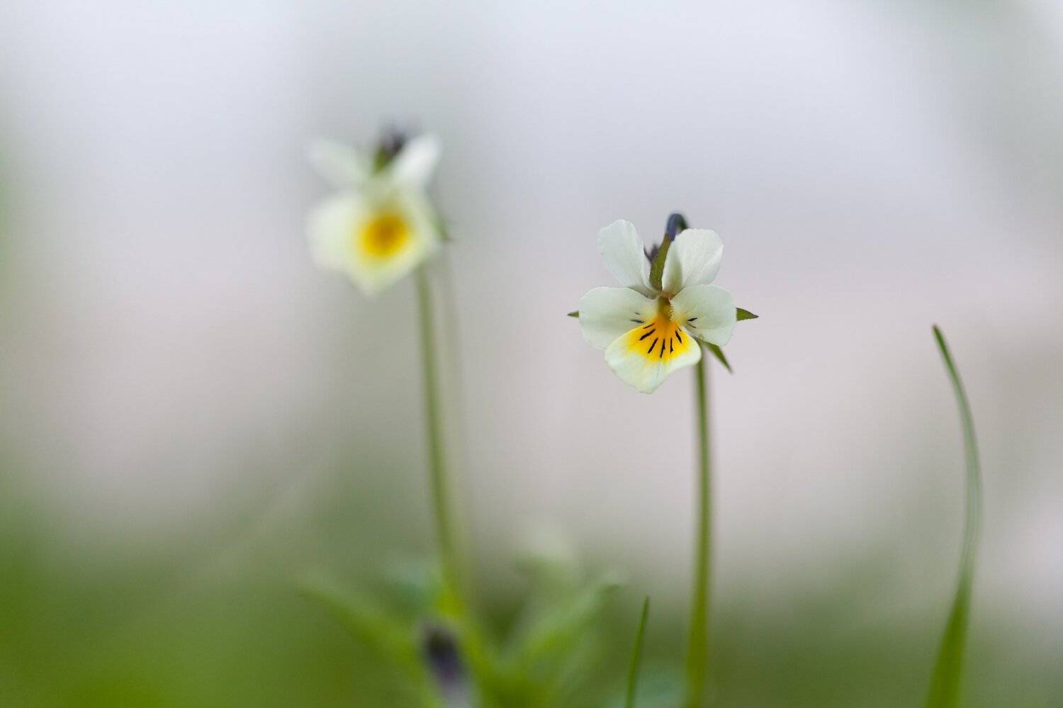 Basri ahmedov, Blured, canon, Finland, Mark 2, Suomi, basri