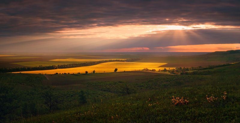 весна, вечер, май, поле, рапс, свет И разверзлись небеса фото превью