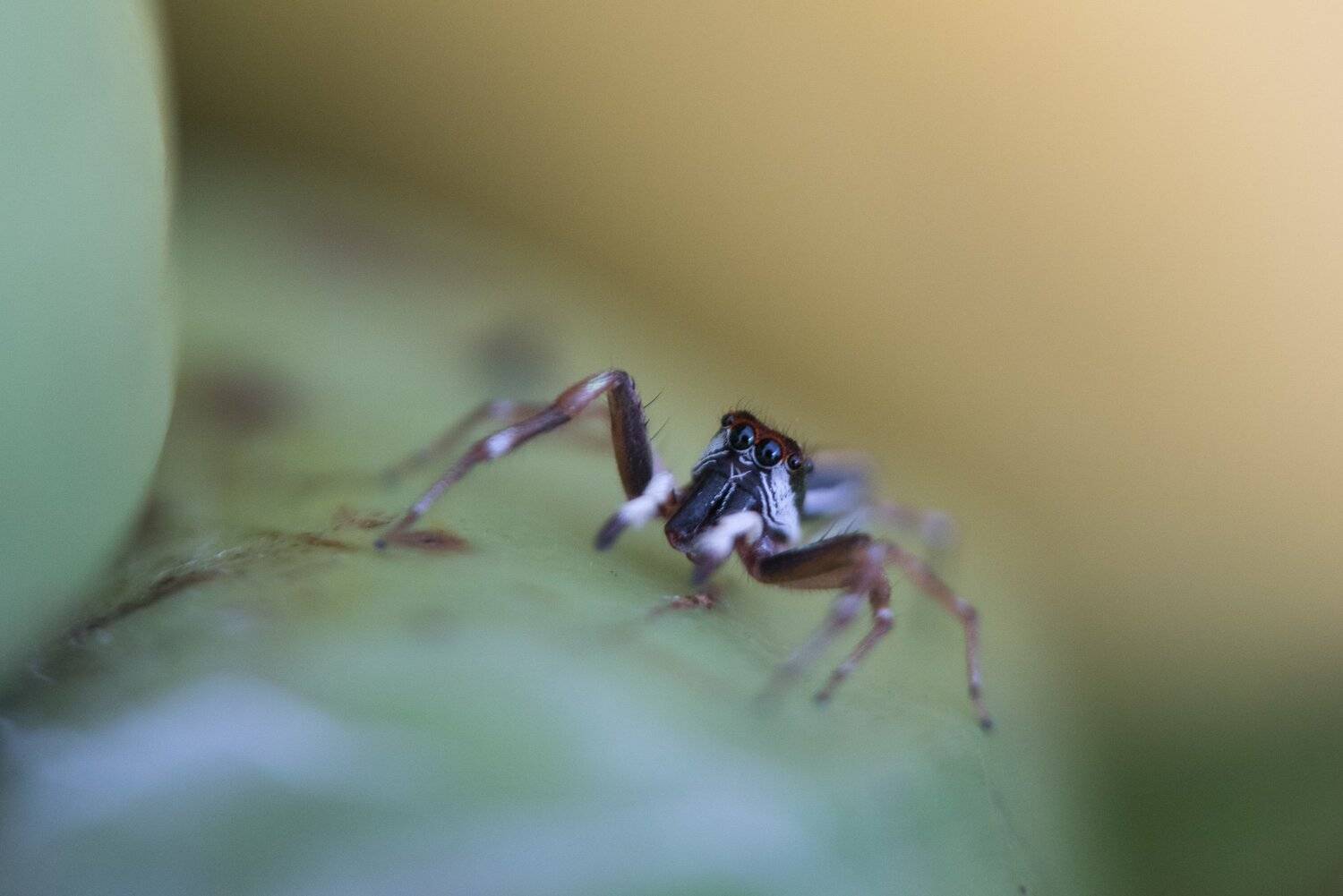 паук,животные,природа,макро,дикая природа, Дмитрий Старостенков