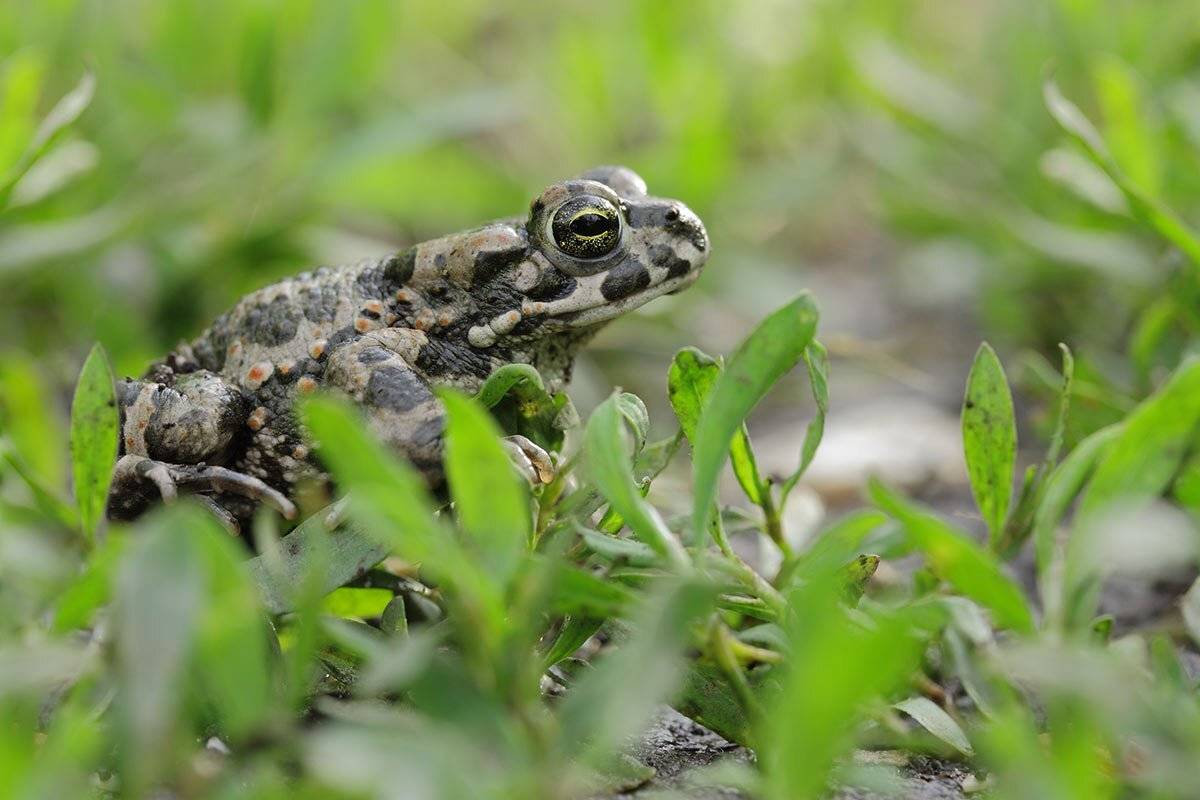 зелёная жаба,bufo viridis, Роман Рысь