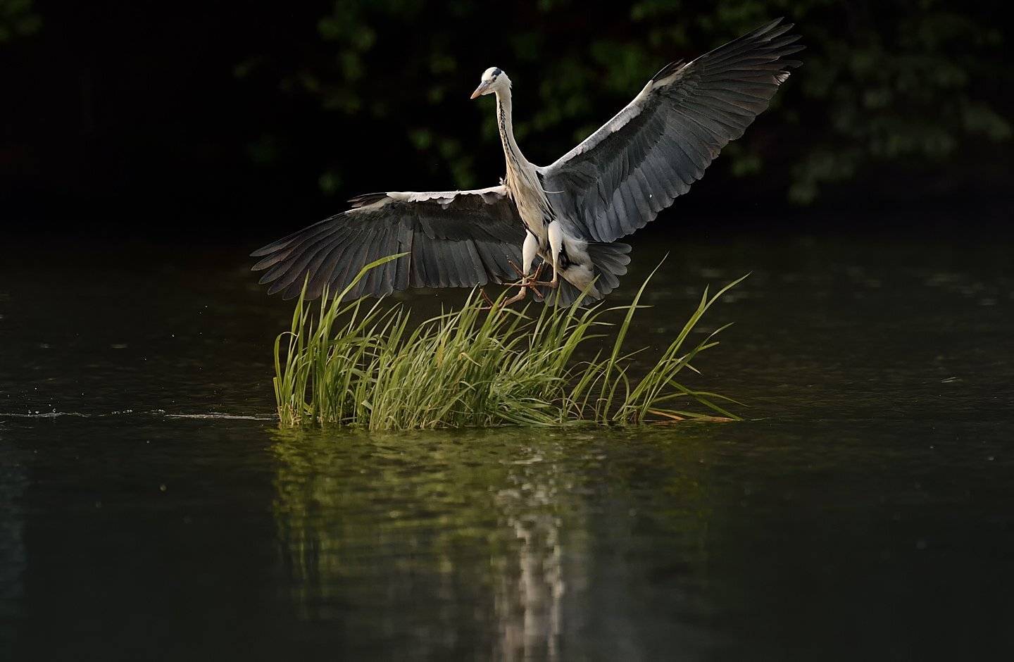 Common heron, KIM SUK EUN