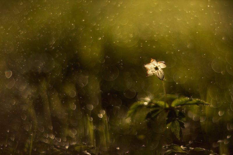 павловский парк, рассвет, свет, утро, цветы, helios, гелиос Майские звёзды фото превью