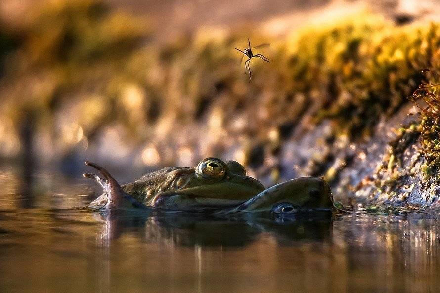 , Вячеслав Мищенко