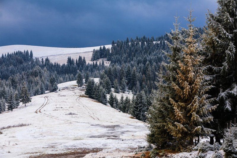 О ХВОЙНОМ ЛЕСЕ, ДОРОГЕ И ПЕРВОМ СНЕГЕ. фото превью
