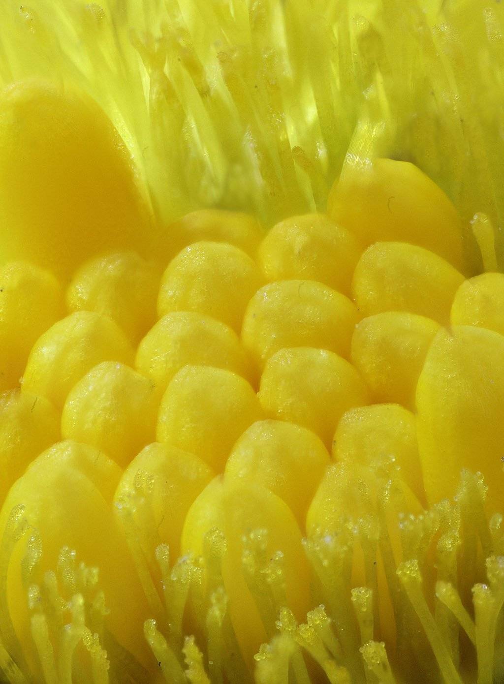 , Сергей Таланов