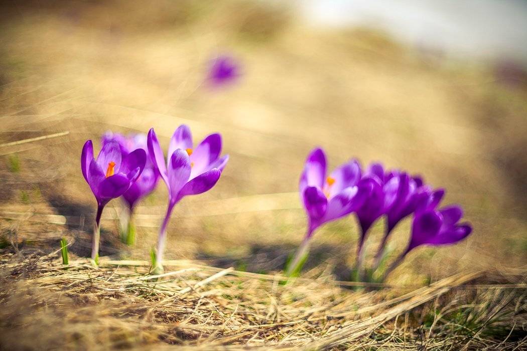 , Ярослав Тюрменко (Jaremi)