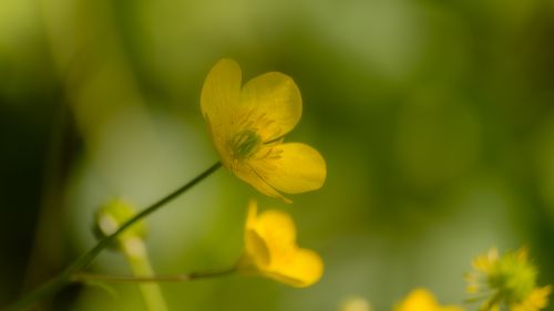 Радость пробуждения