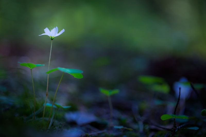 В лесу. фото превью