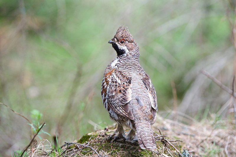 Рябчик фото превью