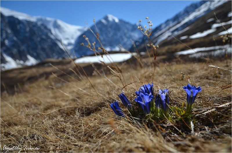 Актру, Горный алтай, Северо-чуйский хребет Горечавки фото превью