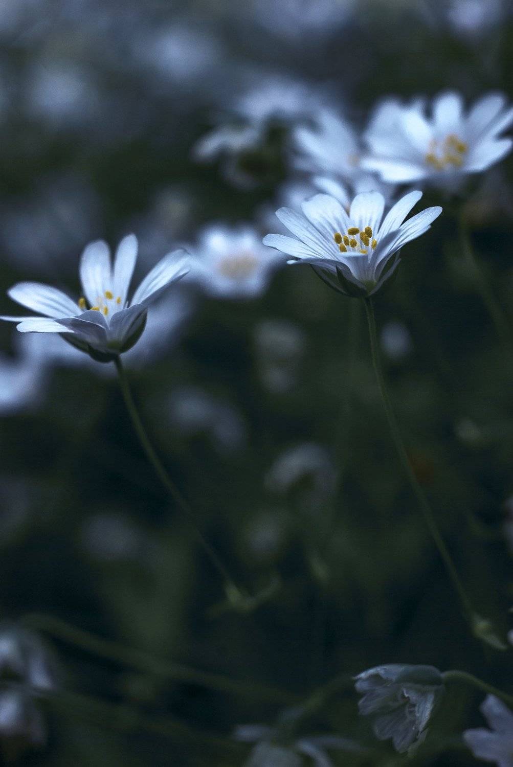 Лунный свет лес трава цветы цвет, Александр