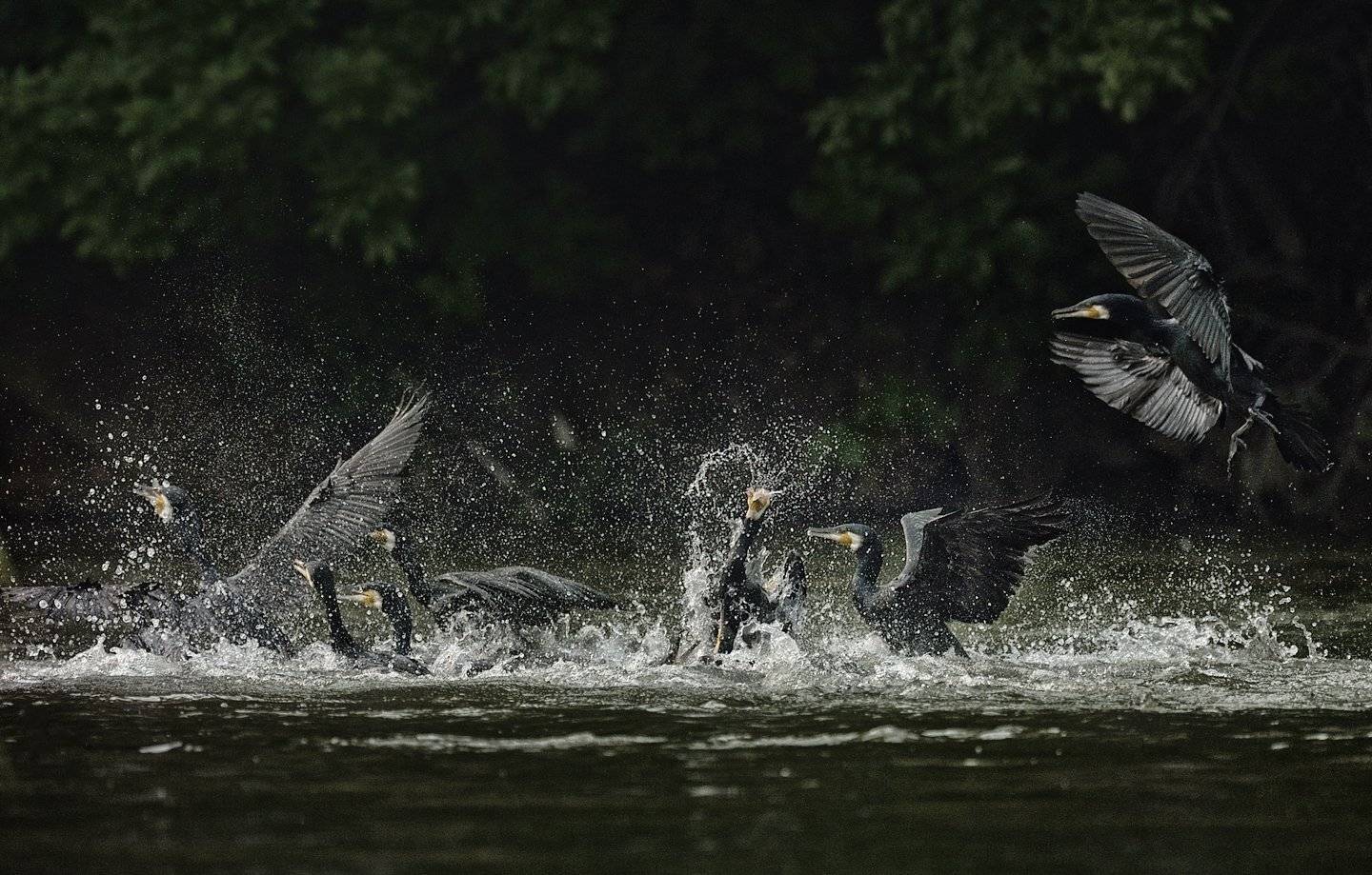 Cormorant, Баклан, KIM SUK EUN