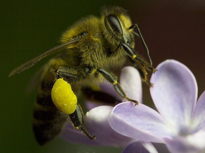 Сиреневый цвет фото превью