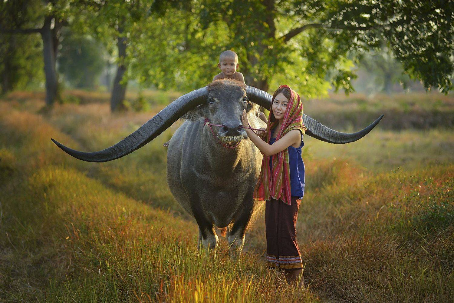 Asia, Asian, Beauty, Buffalo, Child, Children, China, Field, People, Sunlight, Sunrise, Sunset, Thailand, Woman, Saravut Whanset