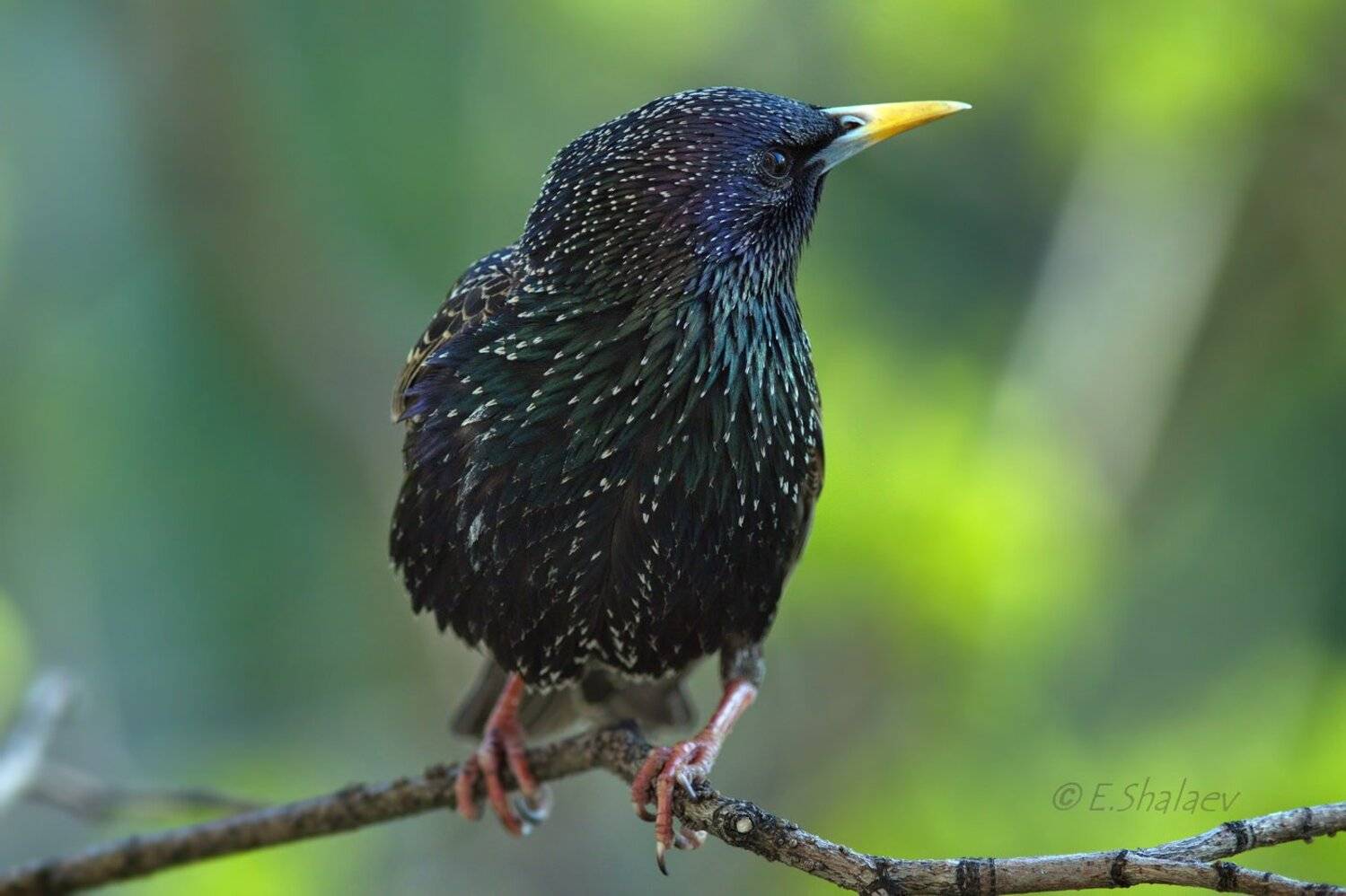 Birds, European starling, Sturnus vulgaris, Обыкновенный скворец, Птица, Птицы, Скворец, Фотоохота, Евгений