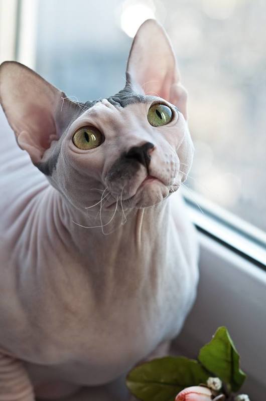 Эти глаза напротив... фото превью